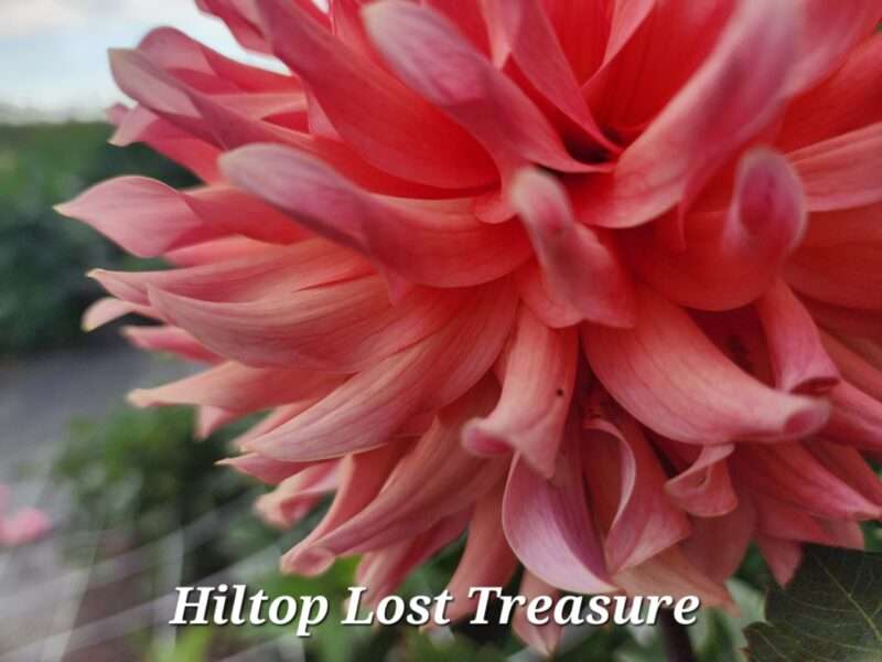 A closeup look at hilltop lost treasure side with beautiful vibrant colors.