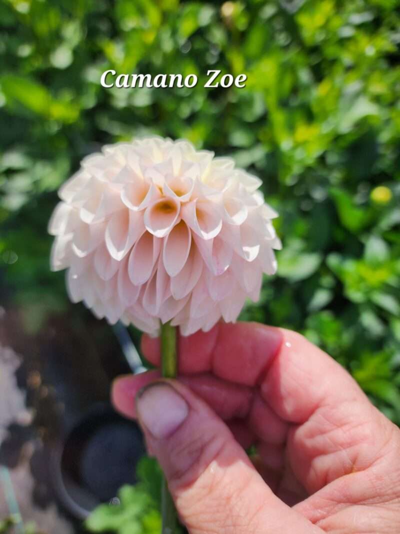 Camano Zoe - Image 4