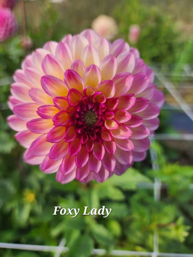 Foxy Lady - Image 4