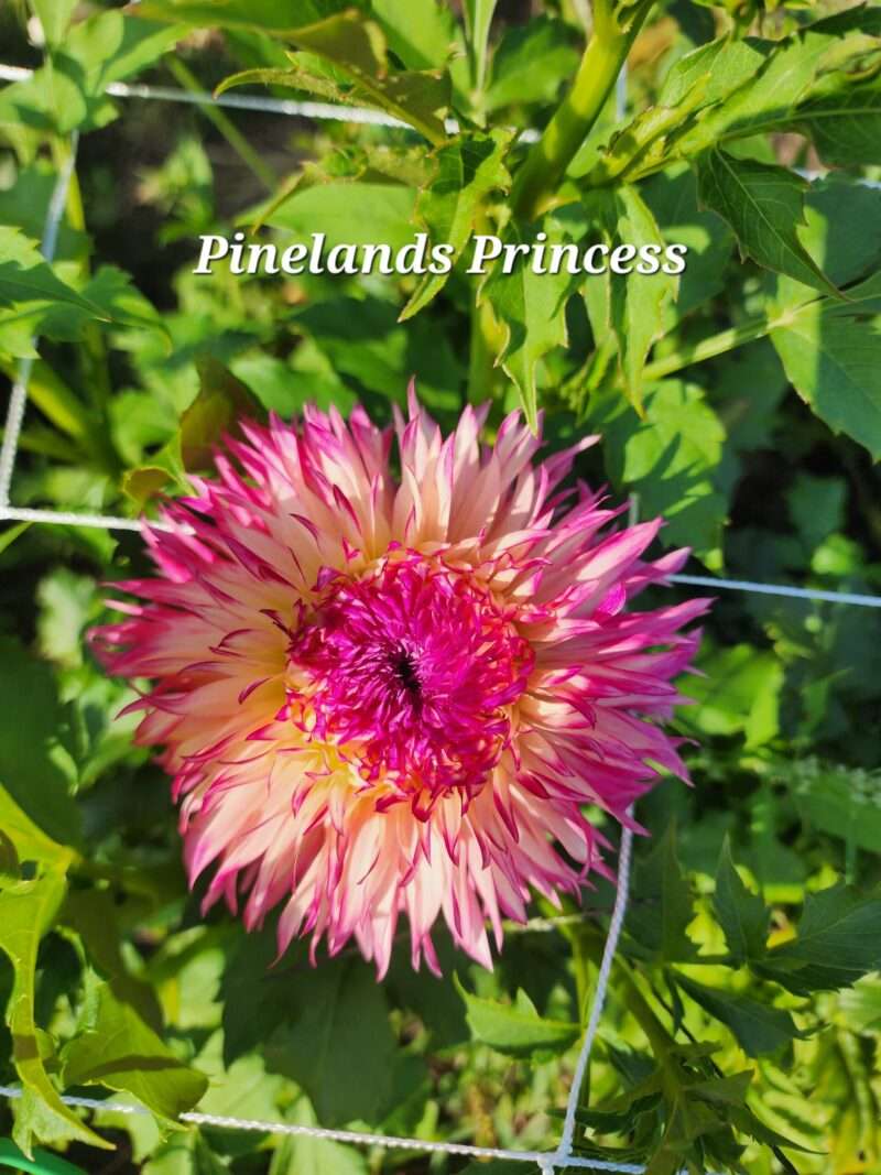 Pinelands Princess - Image 2