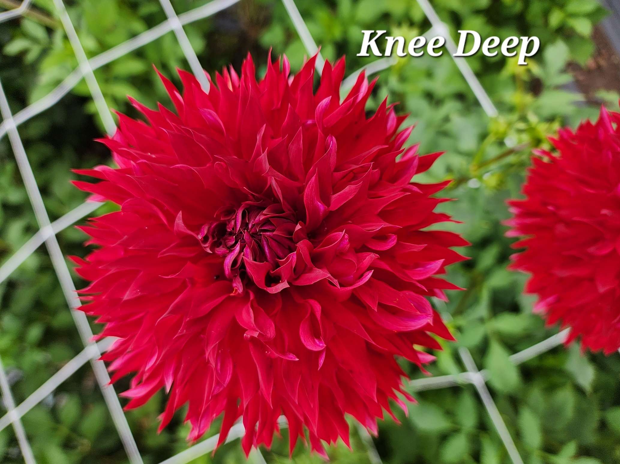 Knee Deep - Firefly Dahlias