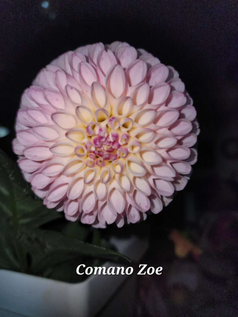 Camano Zoe - Image 2