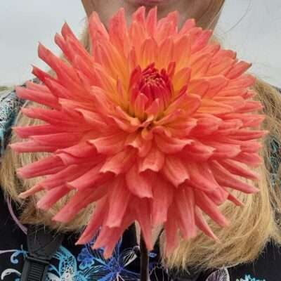 A closeup look at bloomquist karen g with beautiful vibrant colors.