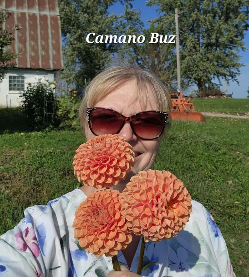 Camano Buz - Image 2