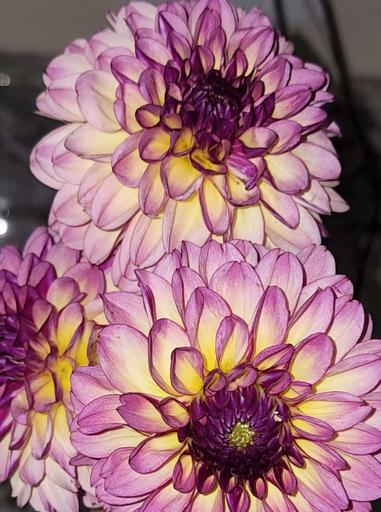 dark-blend-archives-firefly-dahlias