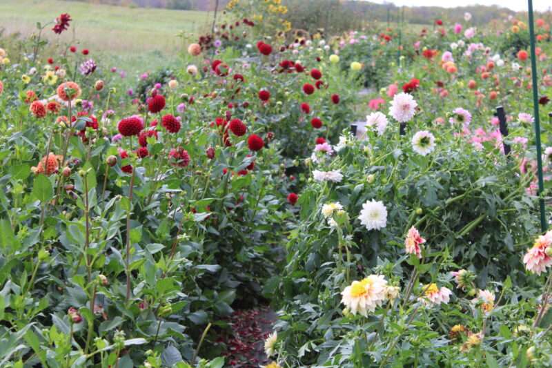 A field of flowers with many different colors