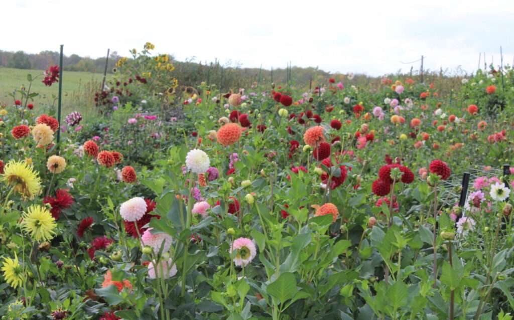 A field of flowers with many different colors
