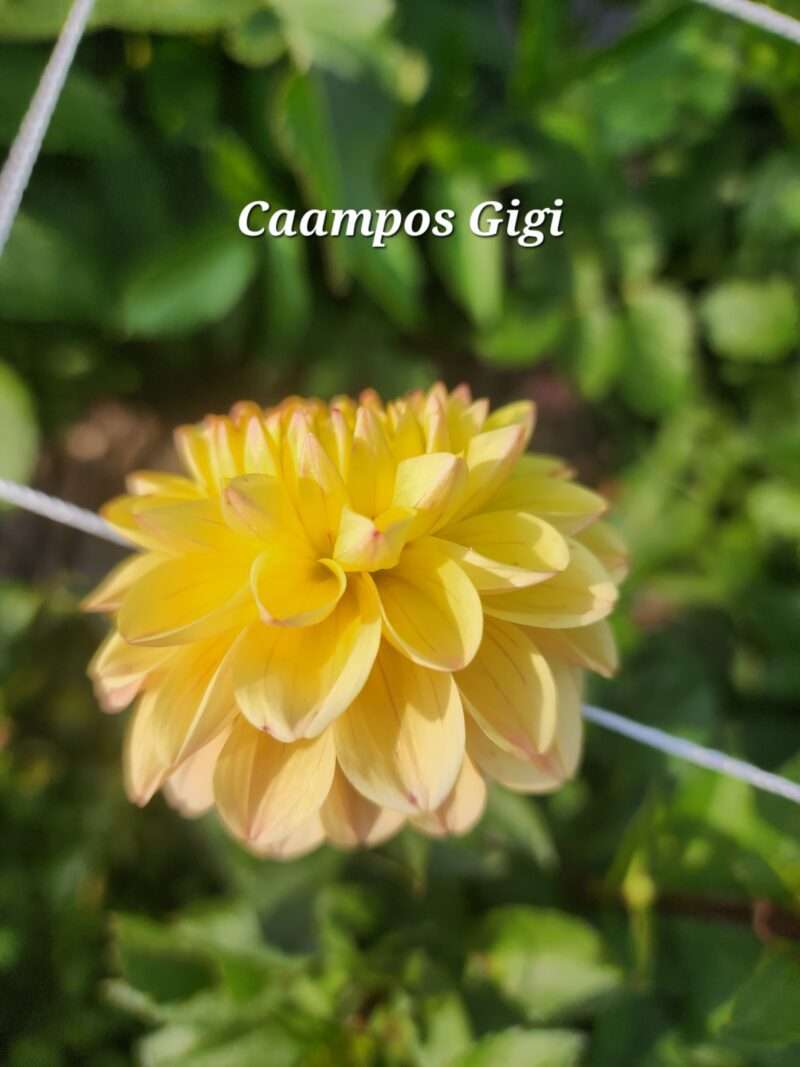 Campos Gigi - Image 2