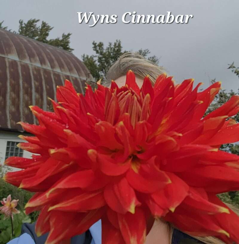 Wyn's Cinnabar