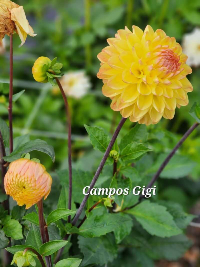 Campos Gigi - Image 3