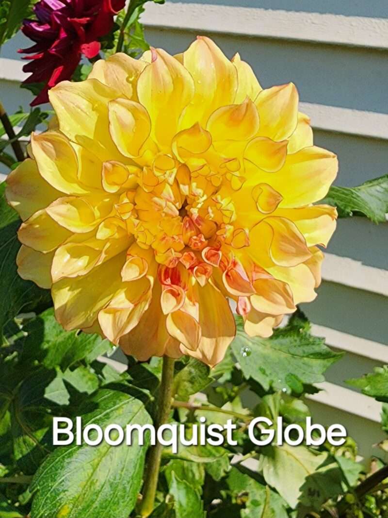 Bloomquist Globe