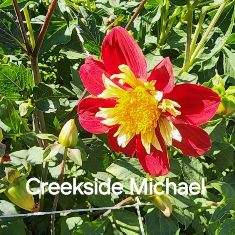 Creekside Michael - Image 3