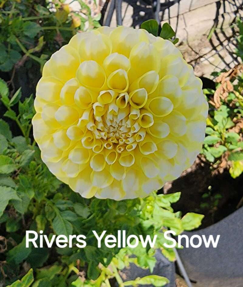 River's Yellow Snow