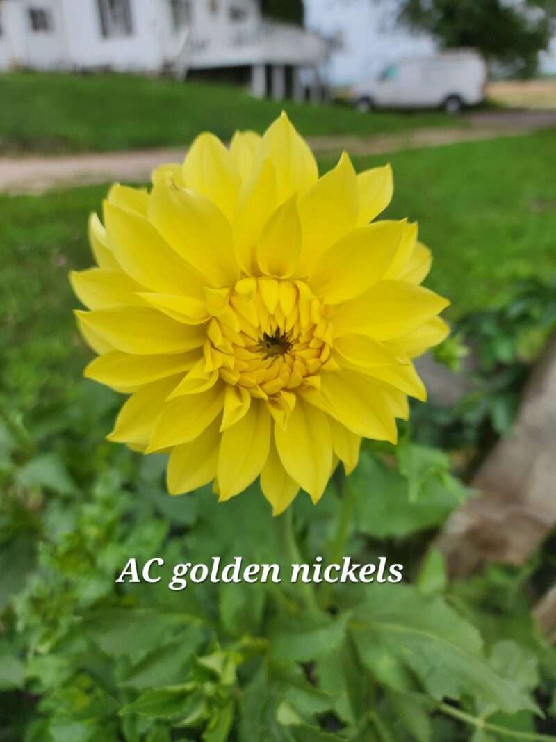 AC Golden Nickles - Image 3