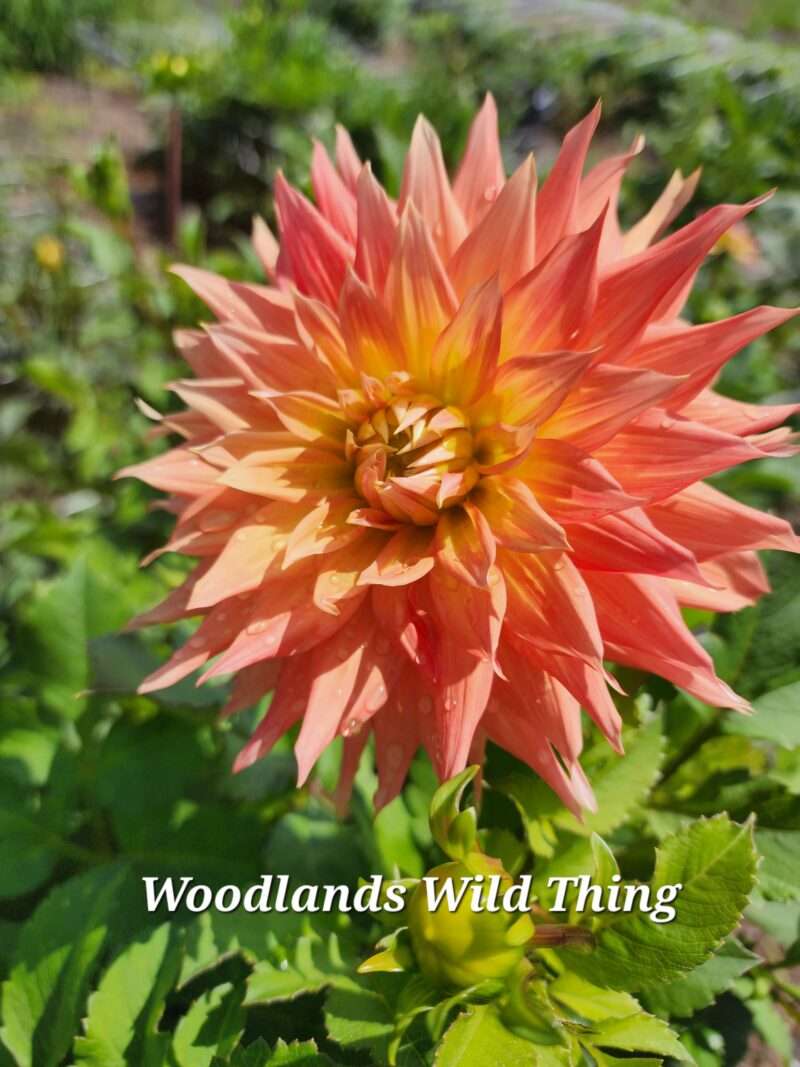 Woodlands Wildthing - Image 2