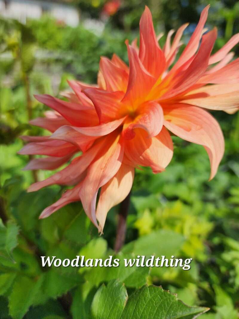 Woodlands Wildthing - Image 3