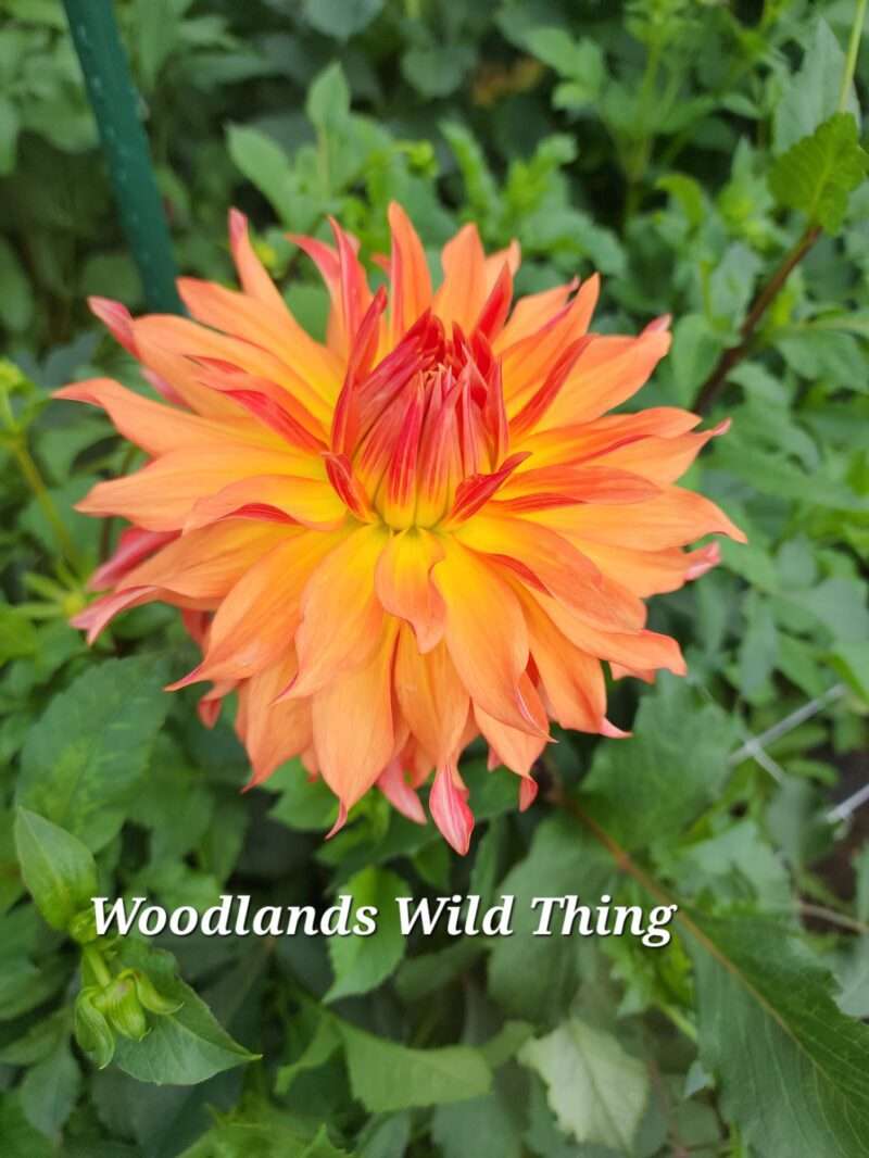 Woodlands Wildthing - Image 9