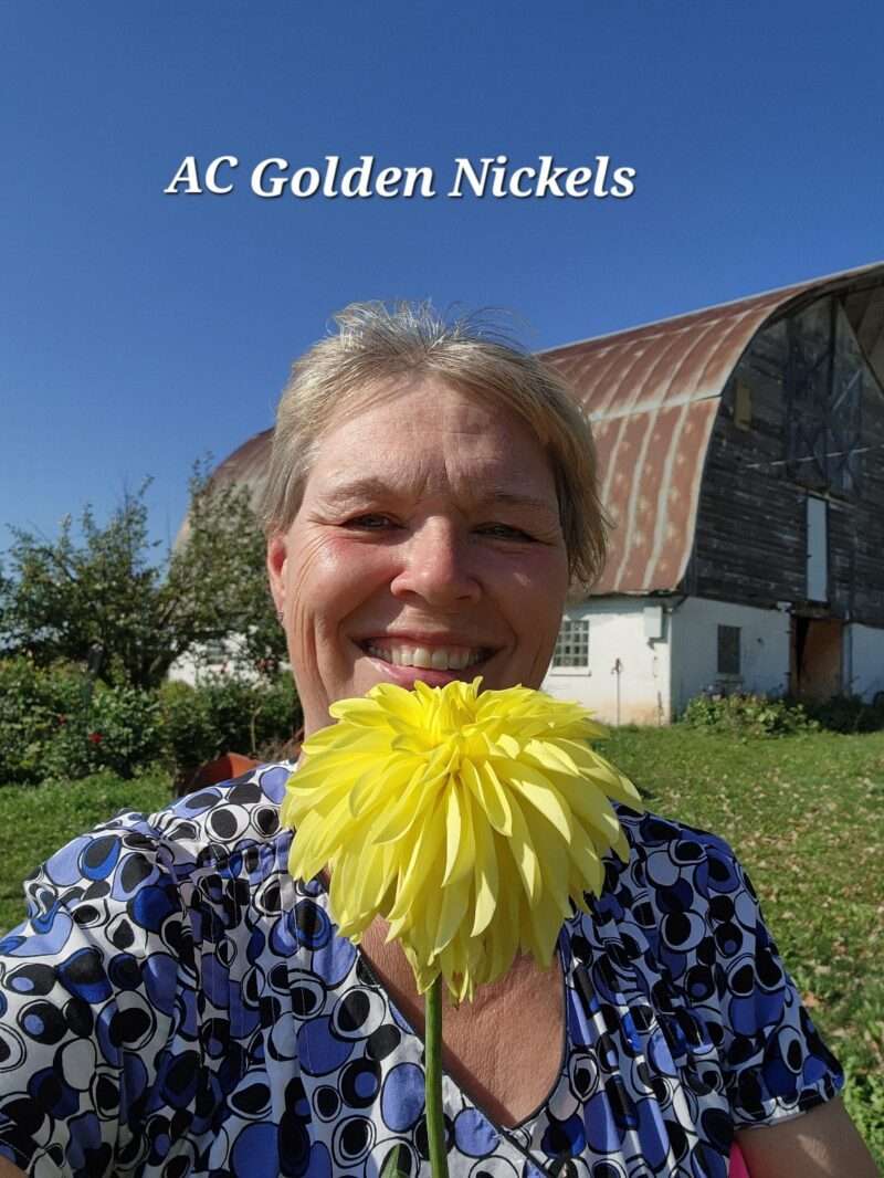 AC Golden Nickles - Image 2