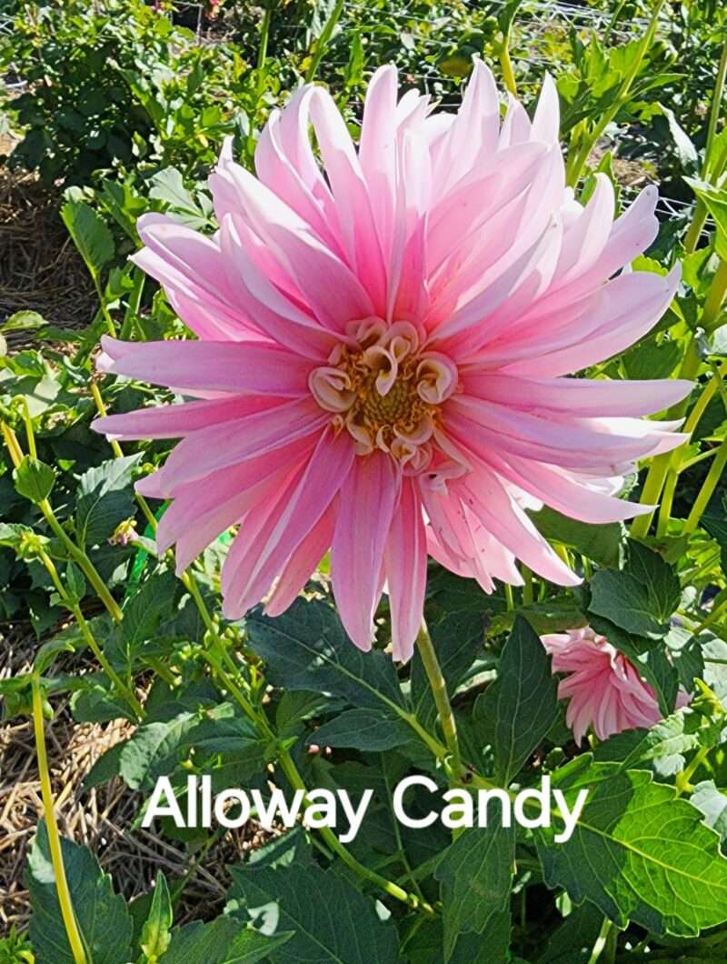 Alloway Candy - Image 2