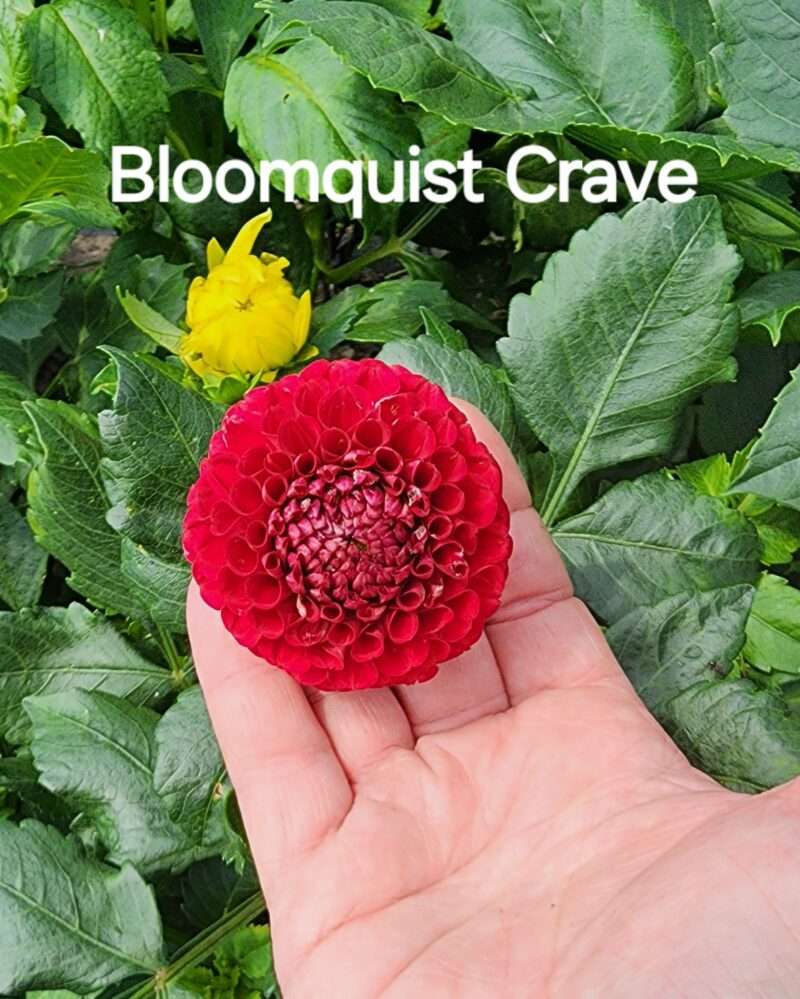 Bloomquist Crave - Image 2