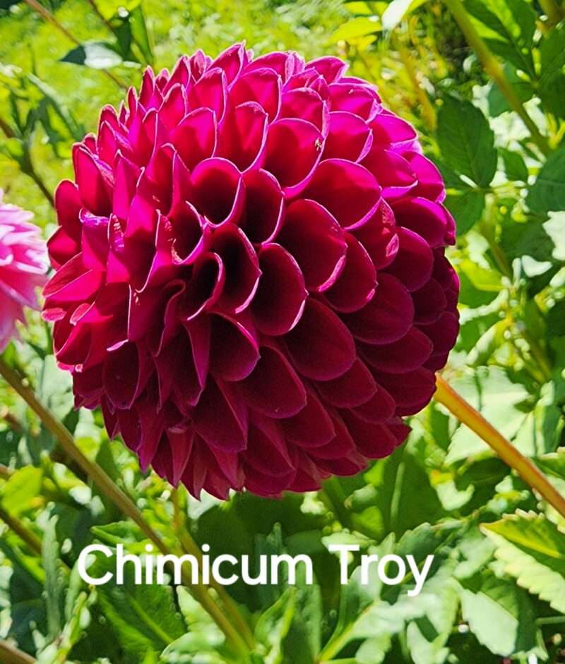 Chimacum Troy - Image 2