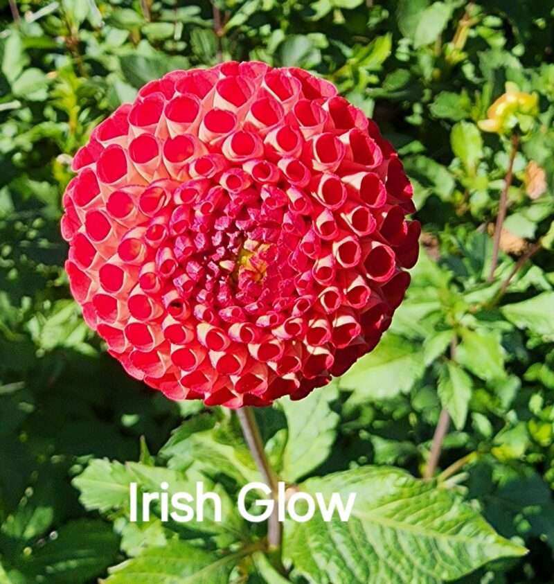 Irish Glow