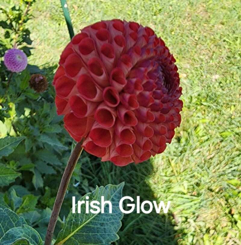 Irish Glow - Image 2