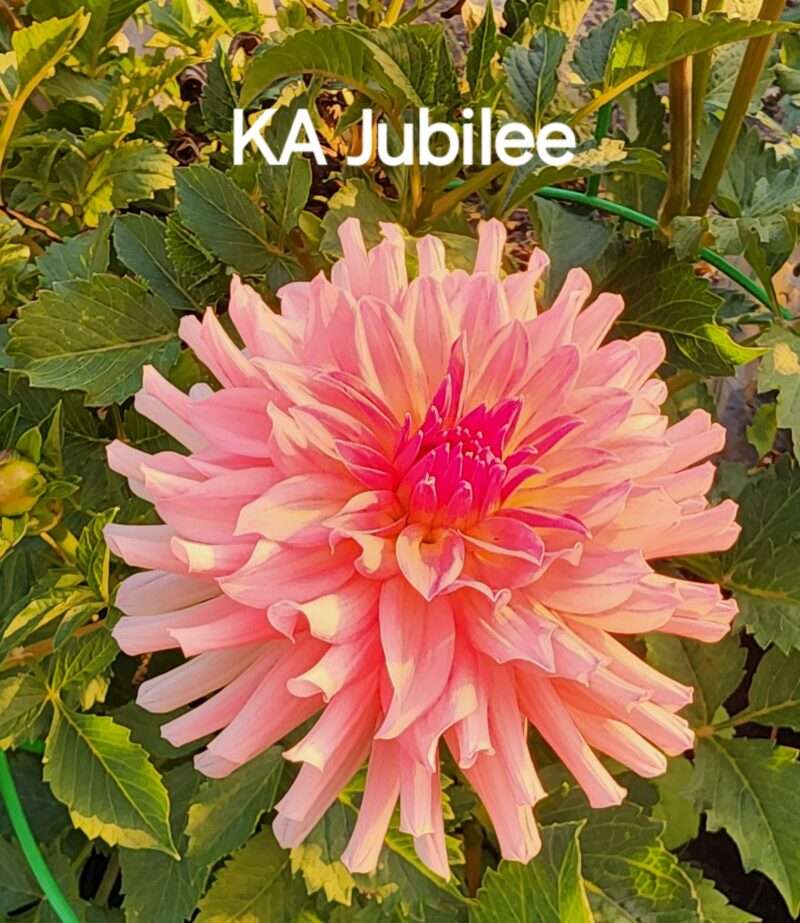 KA's™ Jubilee - Image 3