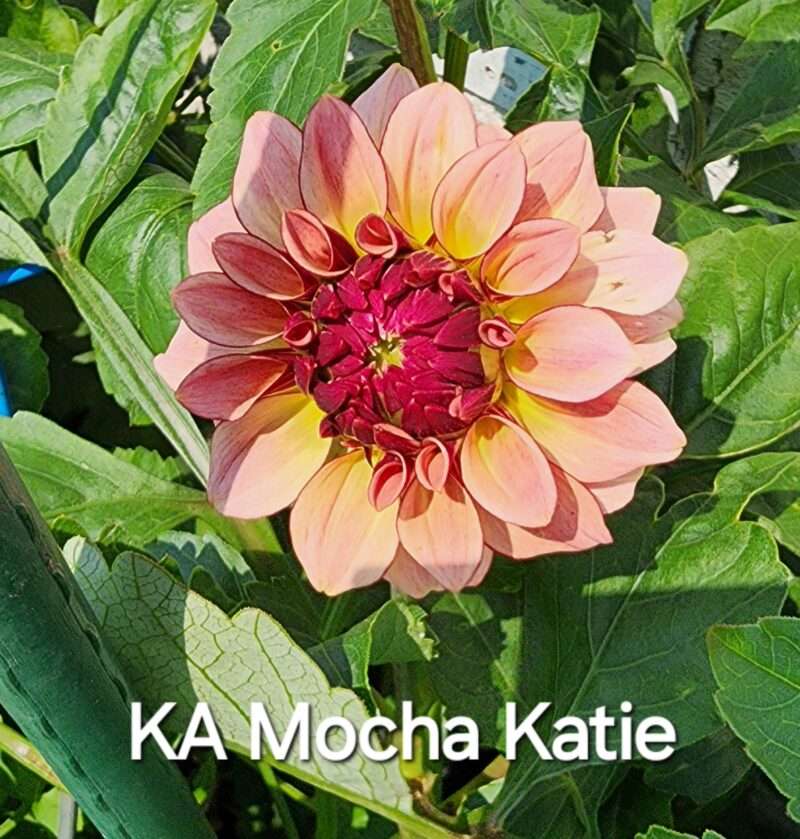 KA's® Mocha Katie